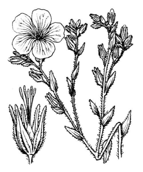 LenPollé 26