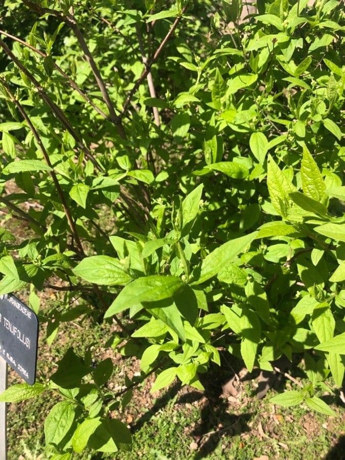 Schmalblättriger Pfeifenstrauch 5