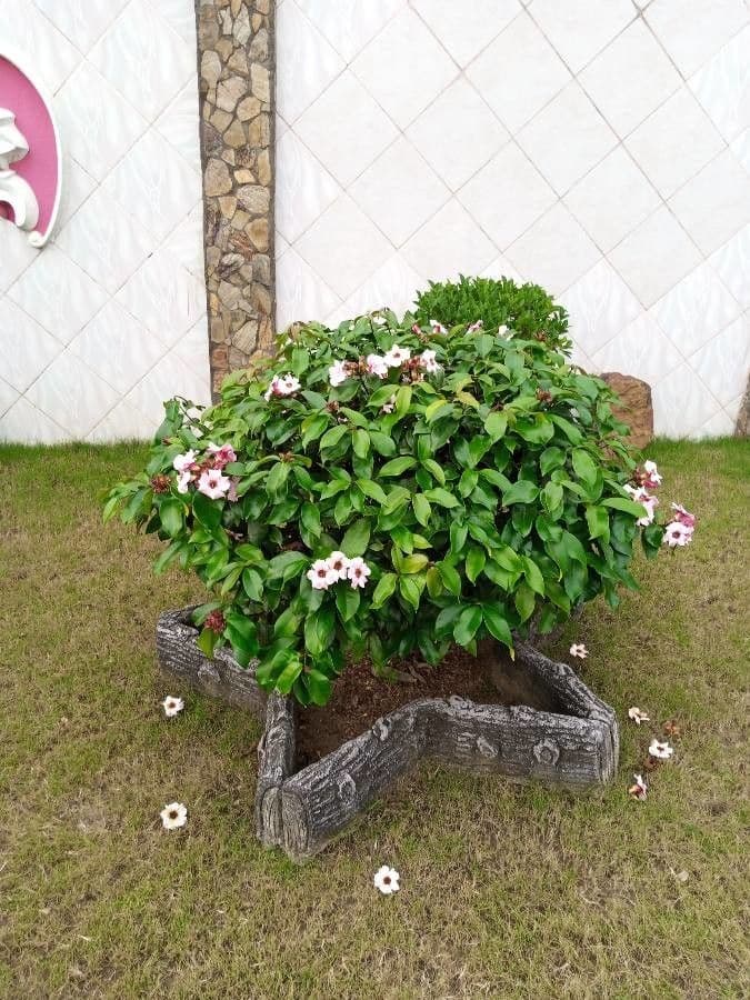 Strophanthus 6