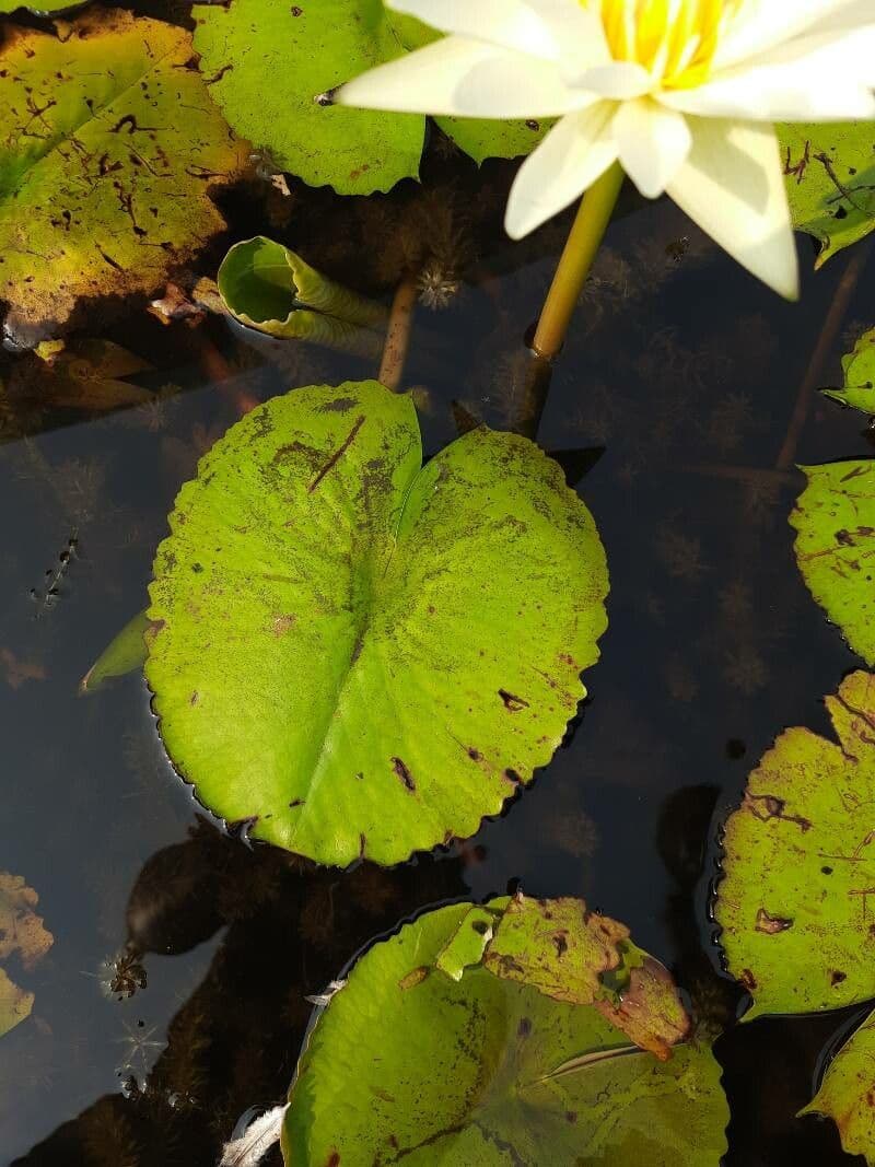 Breitblättrige Seerose 14