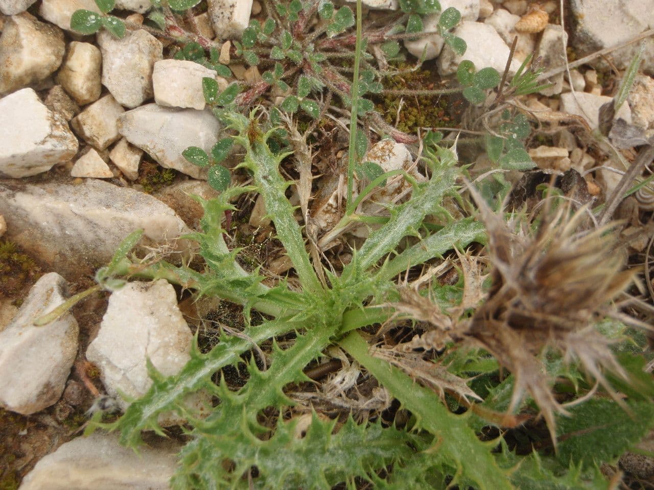 Atraktylis 11