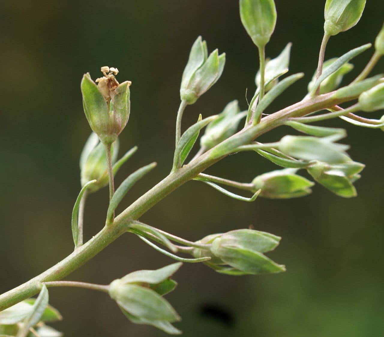 Veronica acquatica 3
