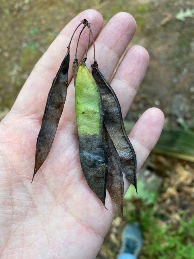Kanadischer Judasbaum 30