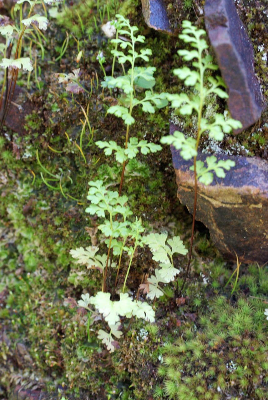 Anogramma leptophylla 11