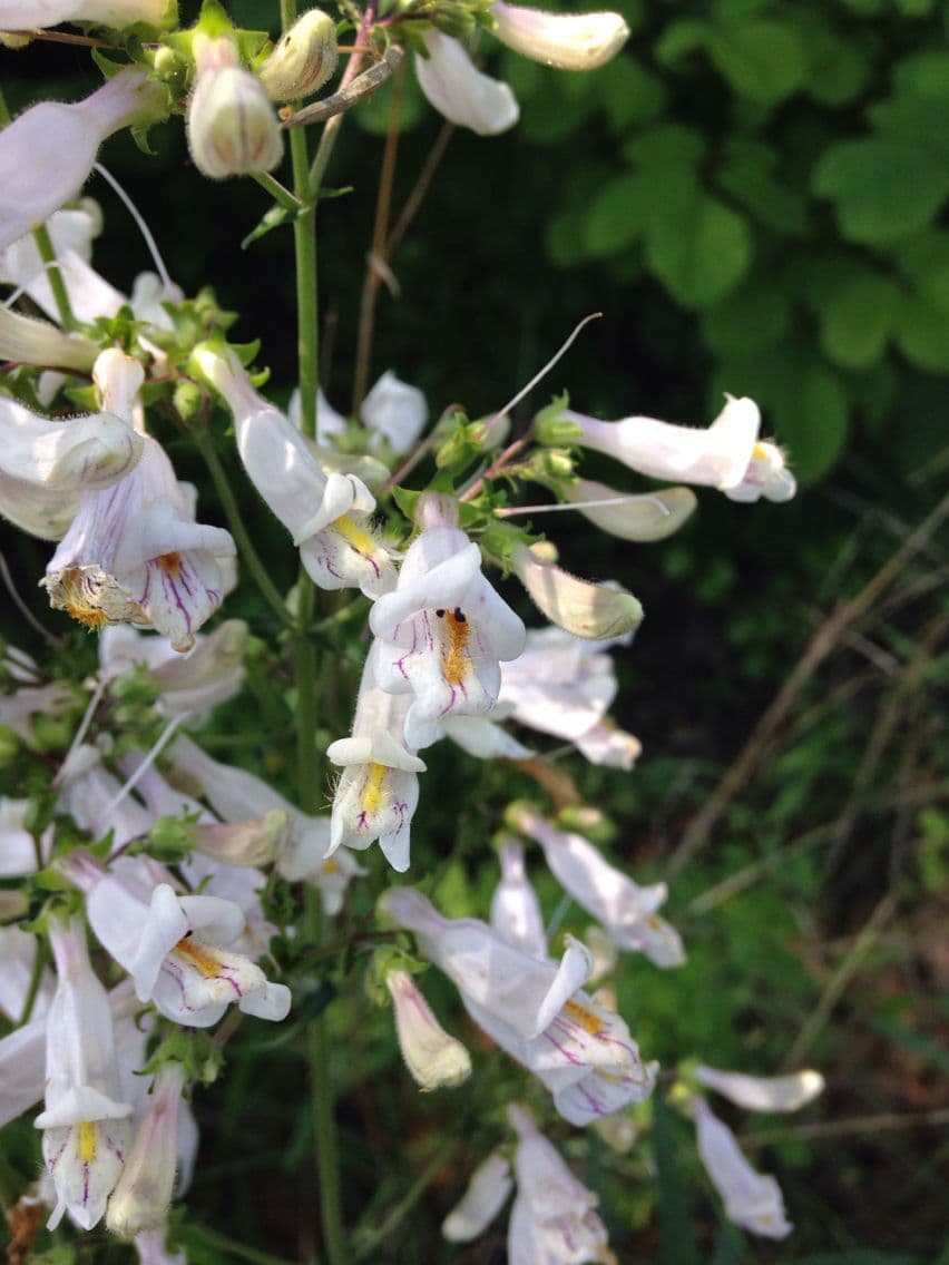 Penstemon laxiflorus 2