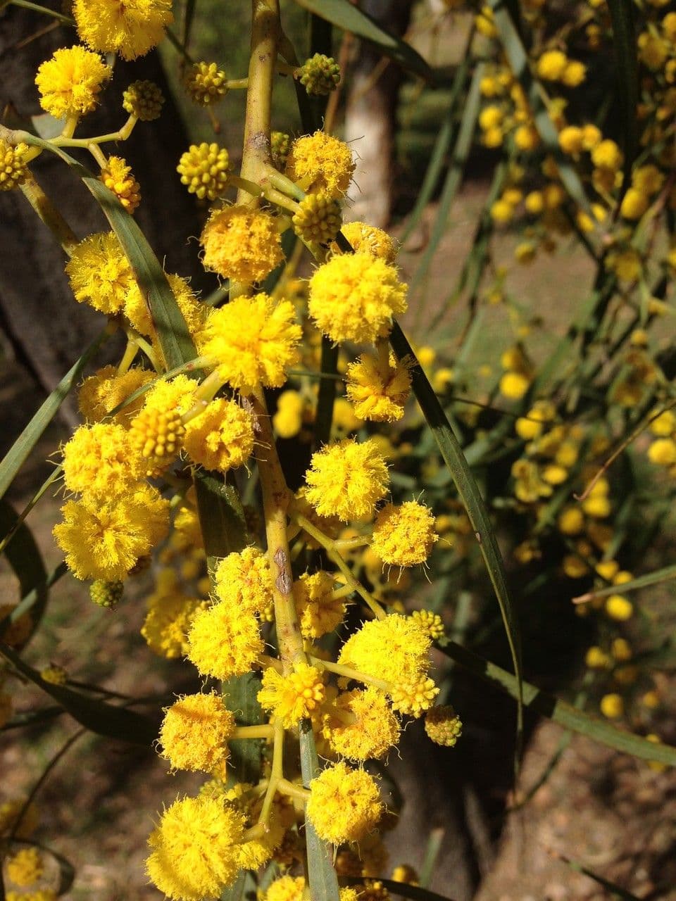 Acacia saligna 26