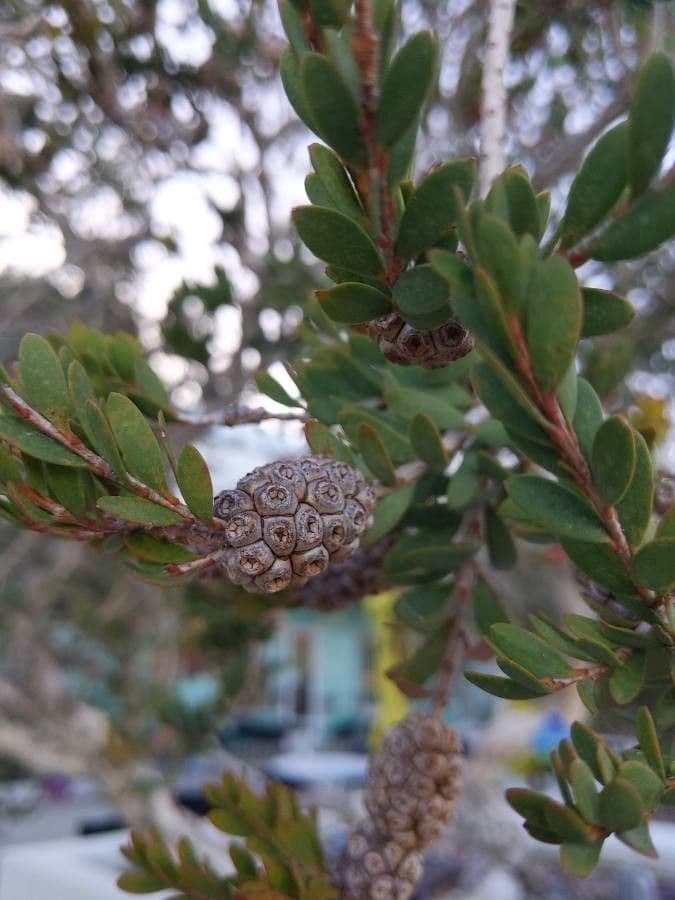 Melaleuca 2