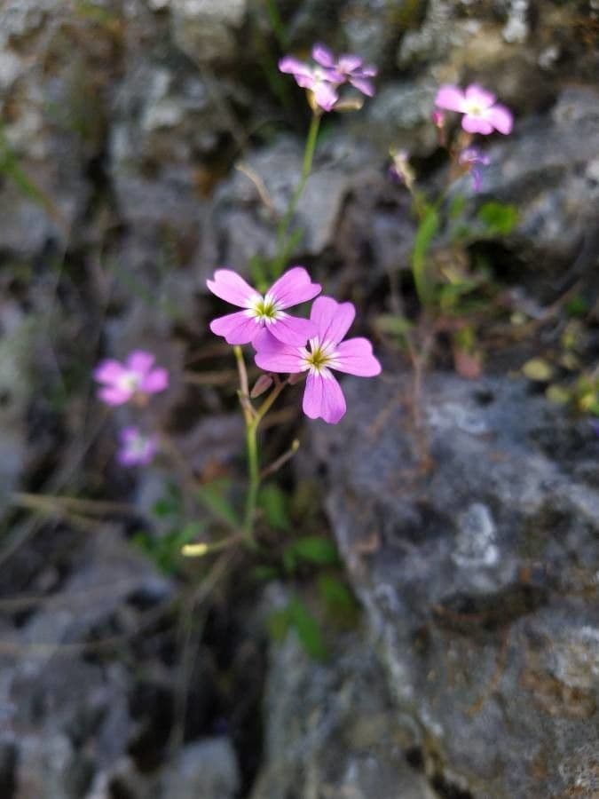 Malcolmia 4