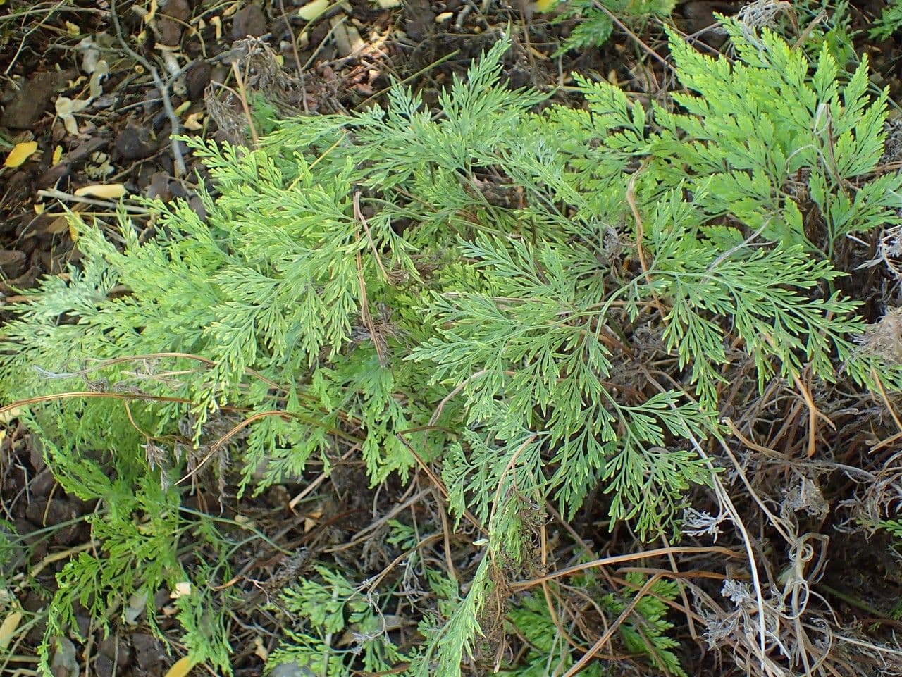 Onychium japonské