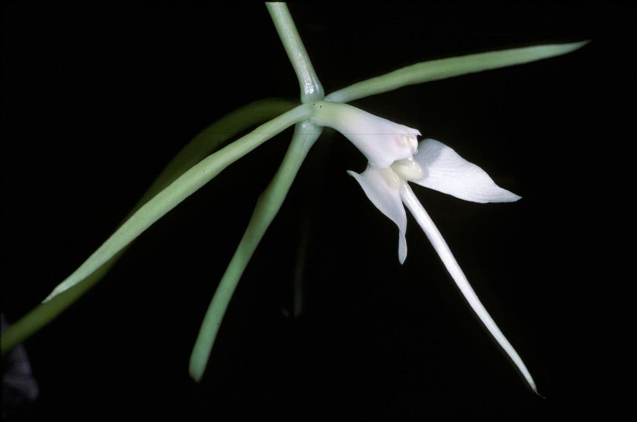 Epidendrum
