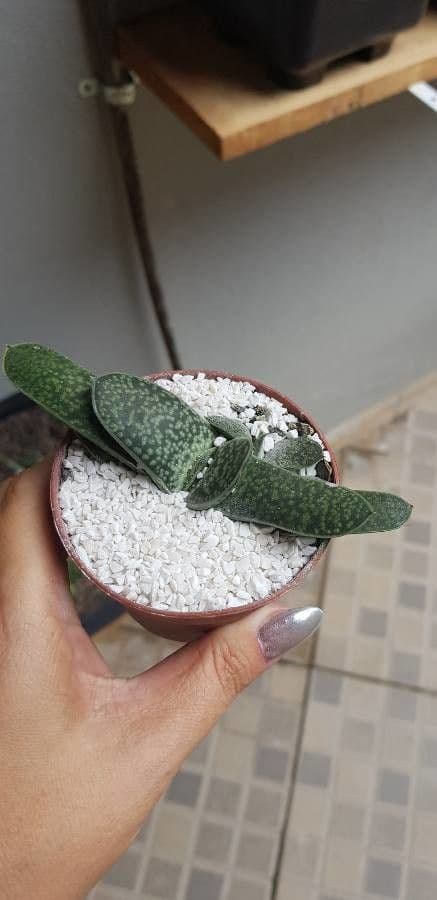 Gasteria 10