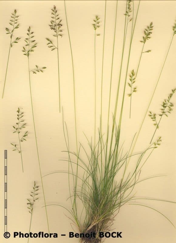 Festuca filiforme 20