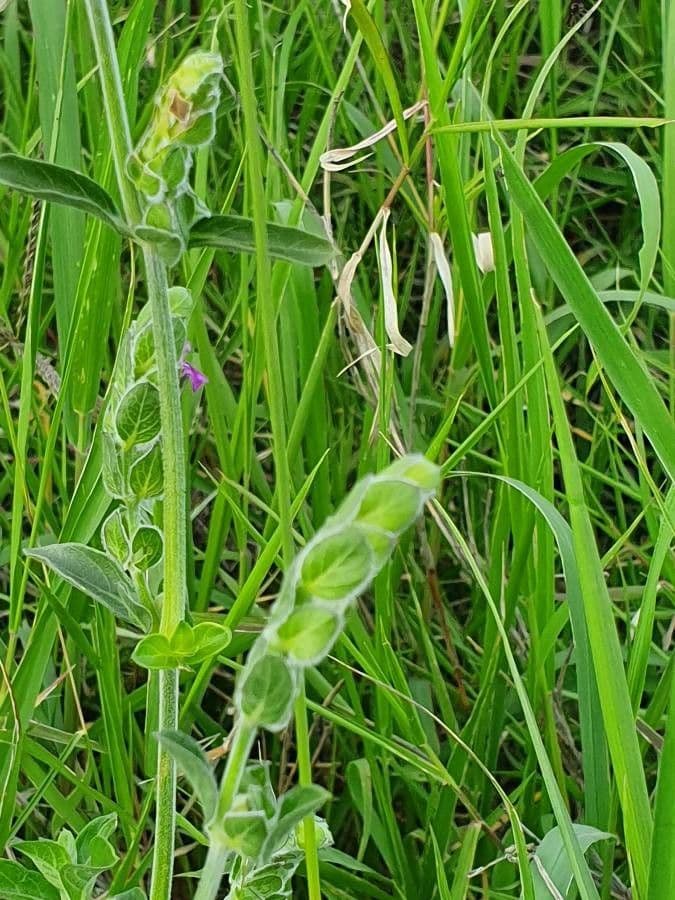 Akanthius diplopteroidny 18