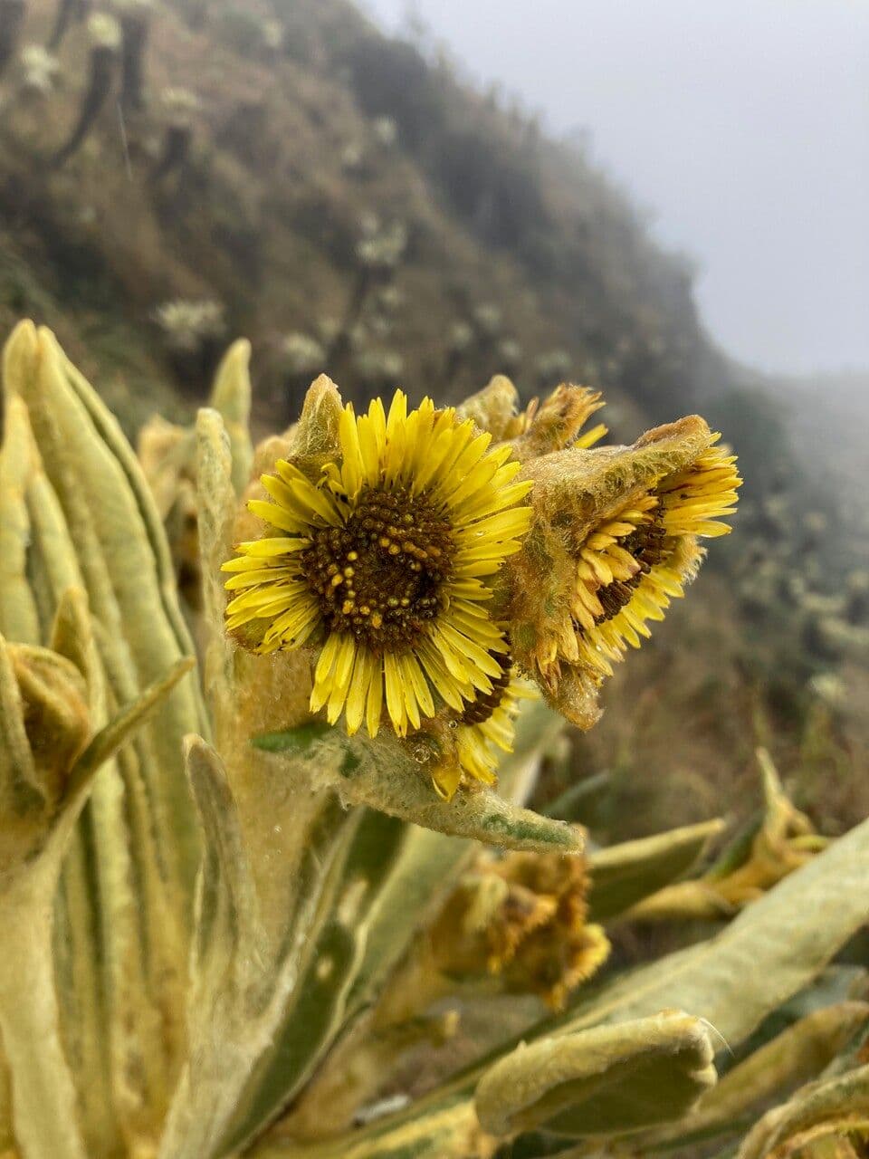 Espeletia