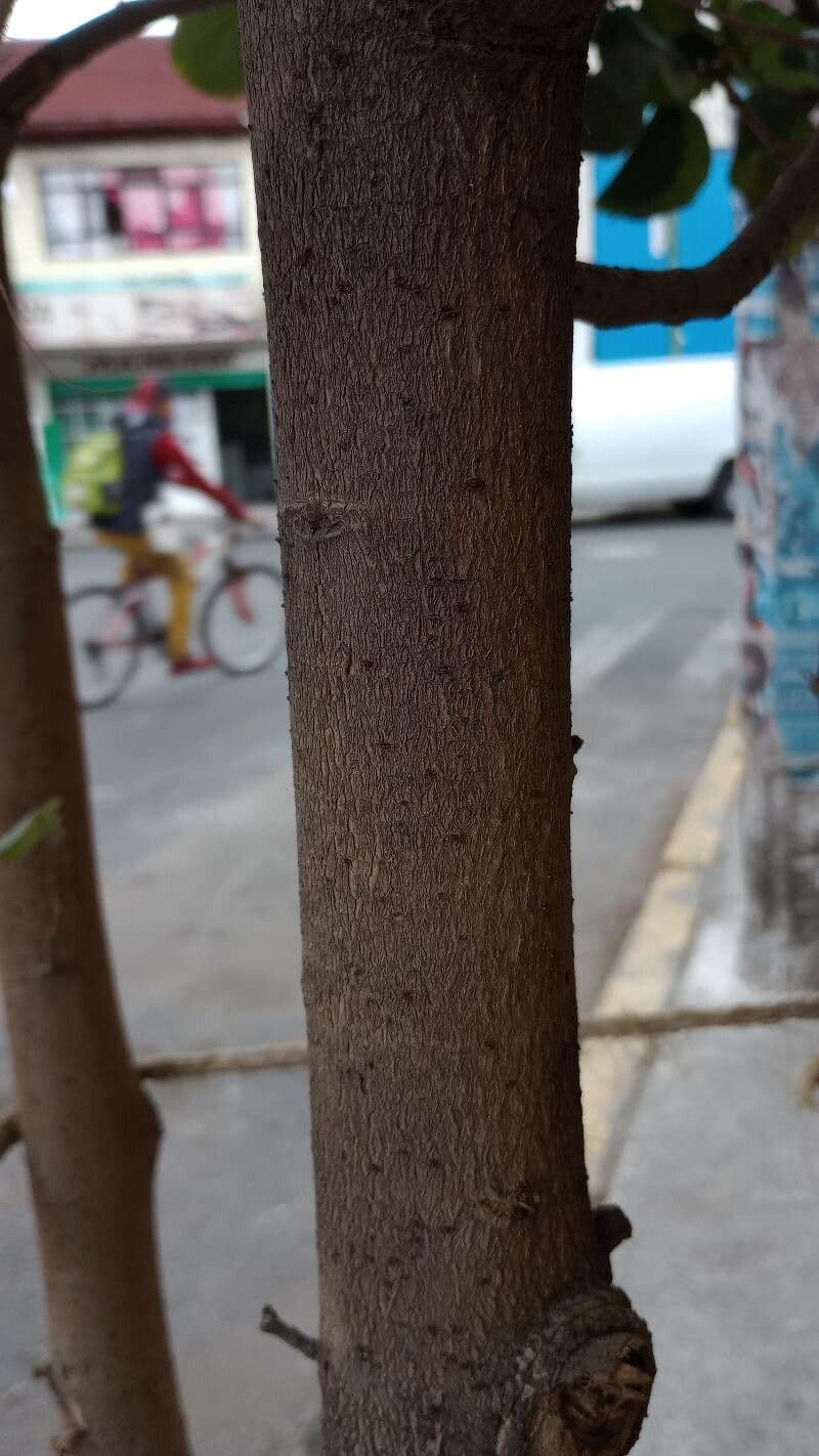 Ibisco 14