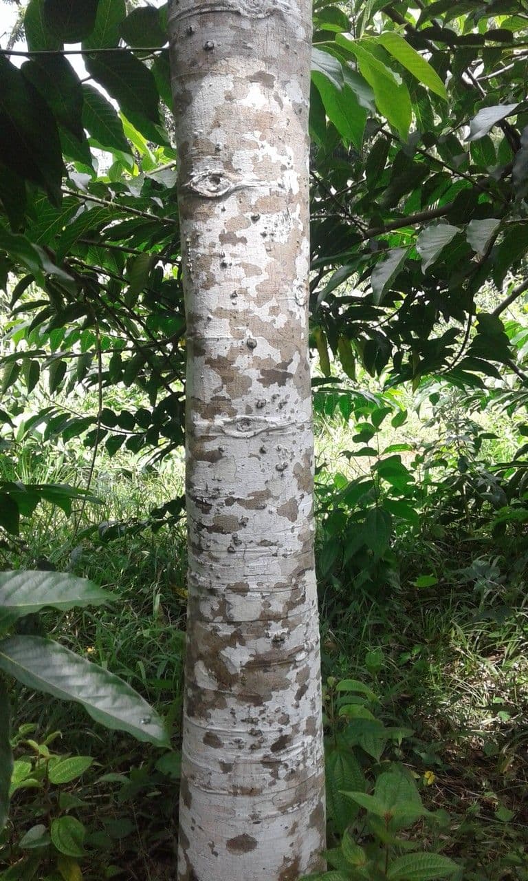Ylang-ylang 25