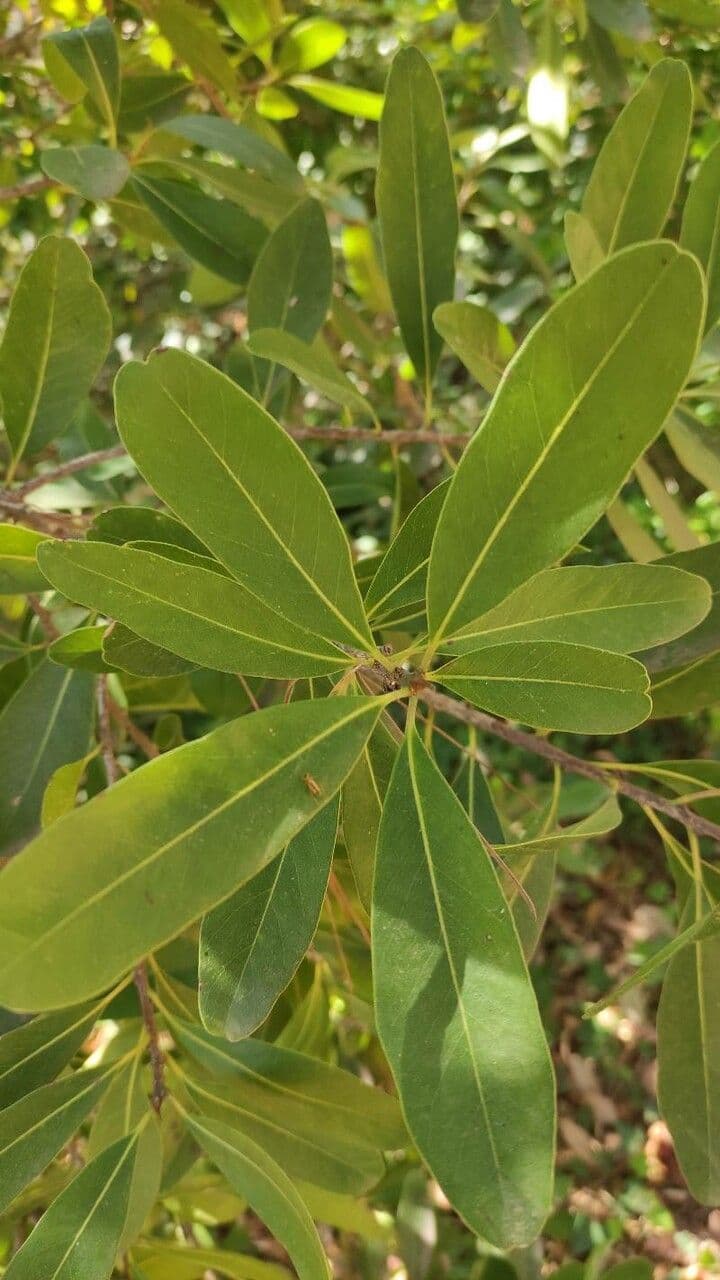 Sideroxylon 4
