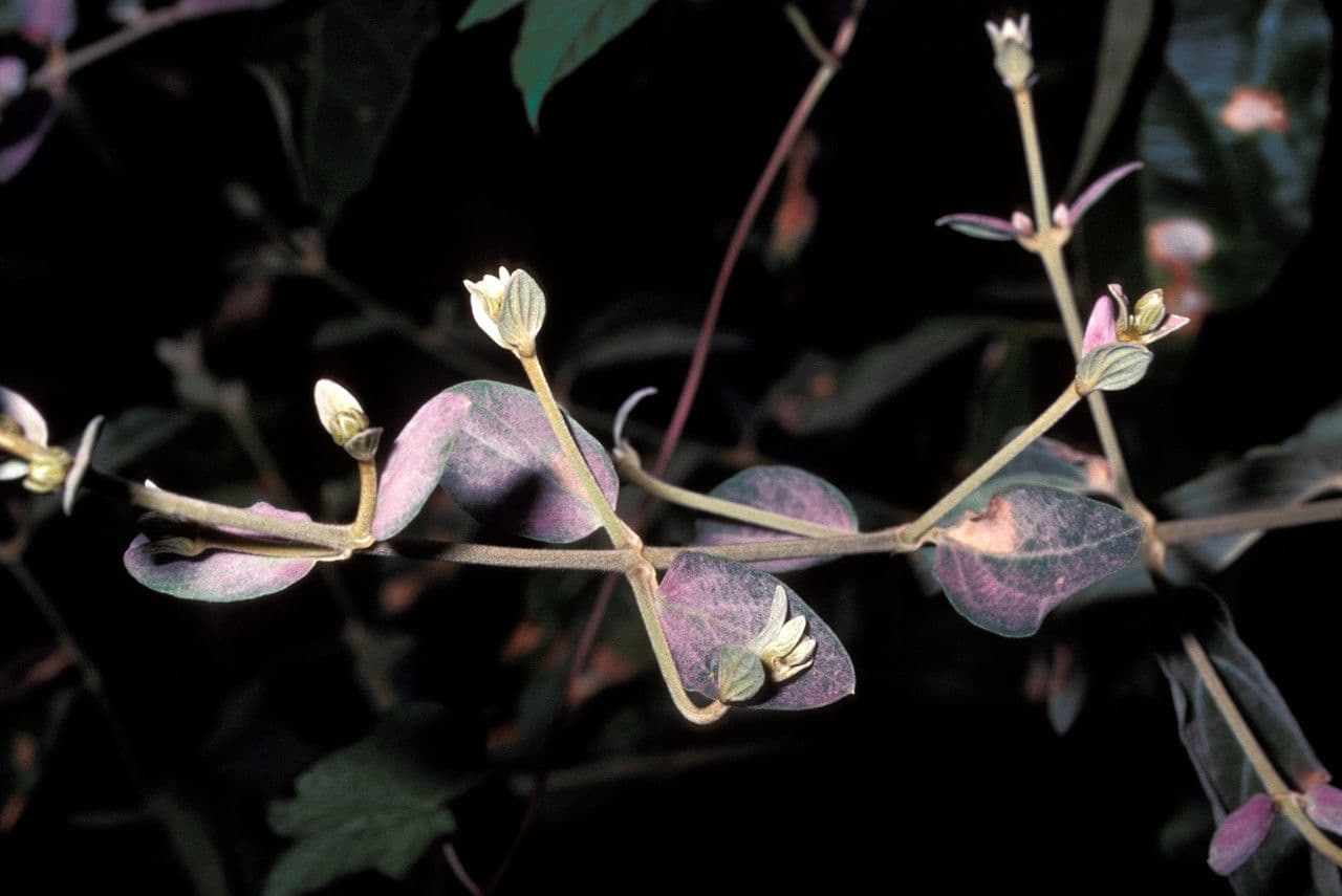 Congea tomentosa 15