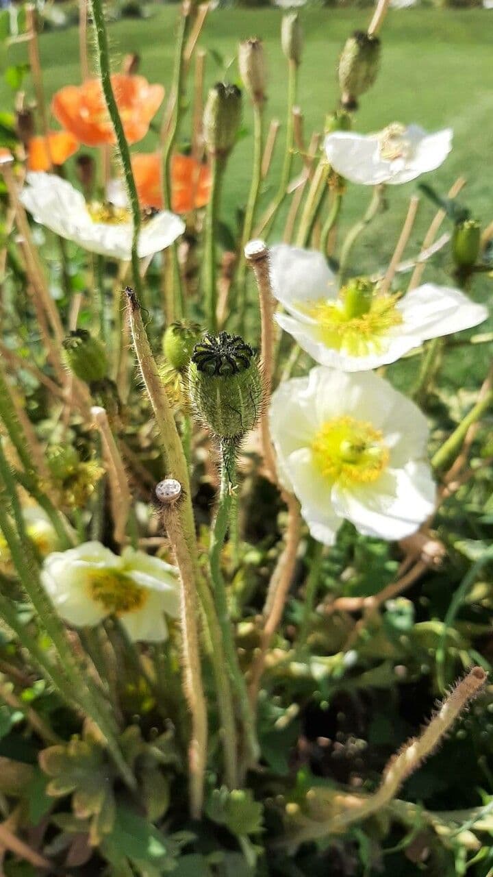 Arktischer Mohn