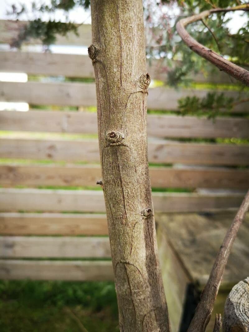 Acacia di Bailey 24