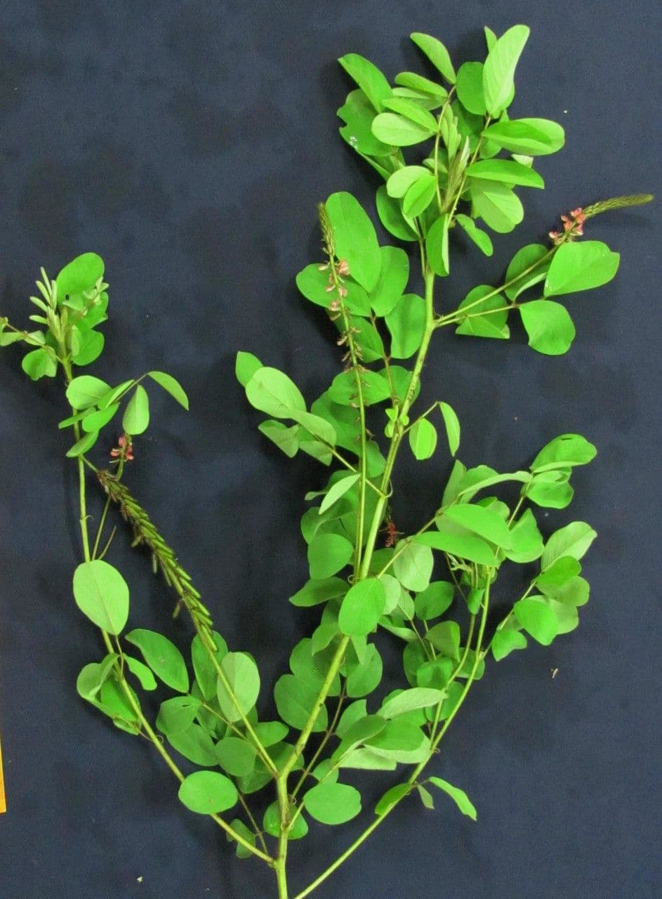 Indigofera 23