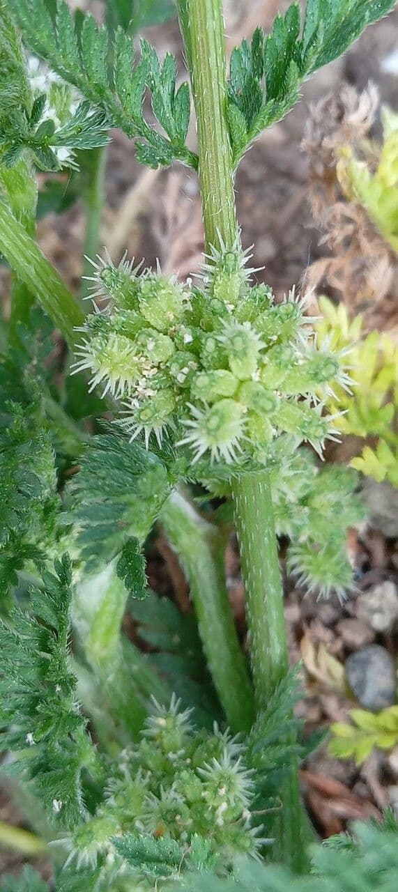 Lappola nodosa