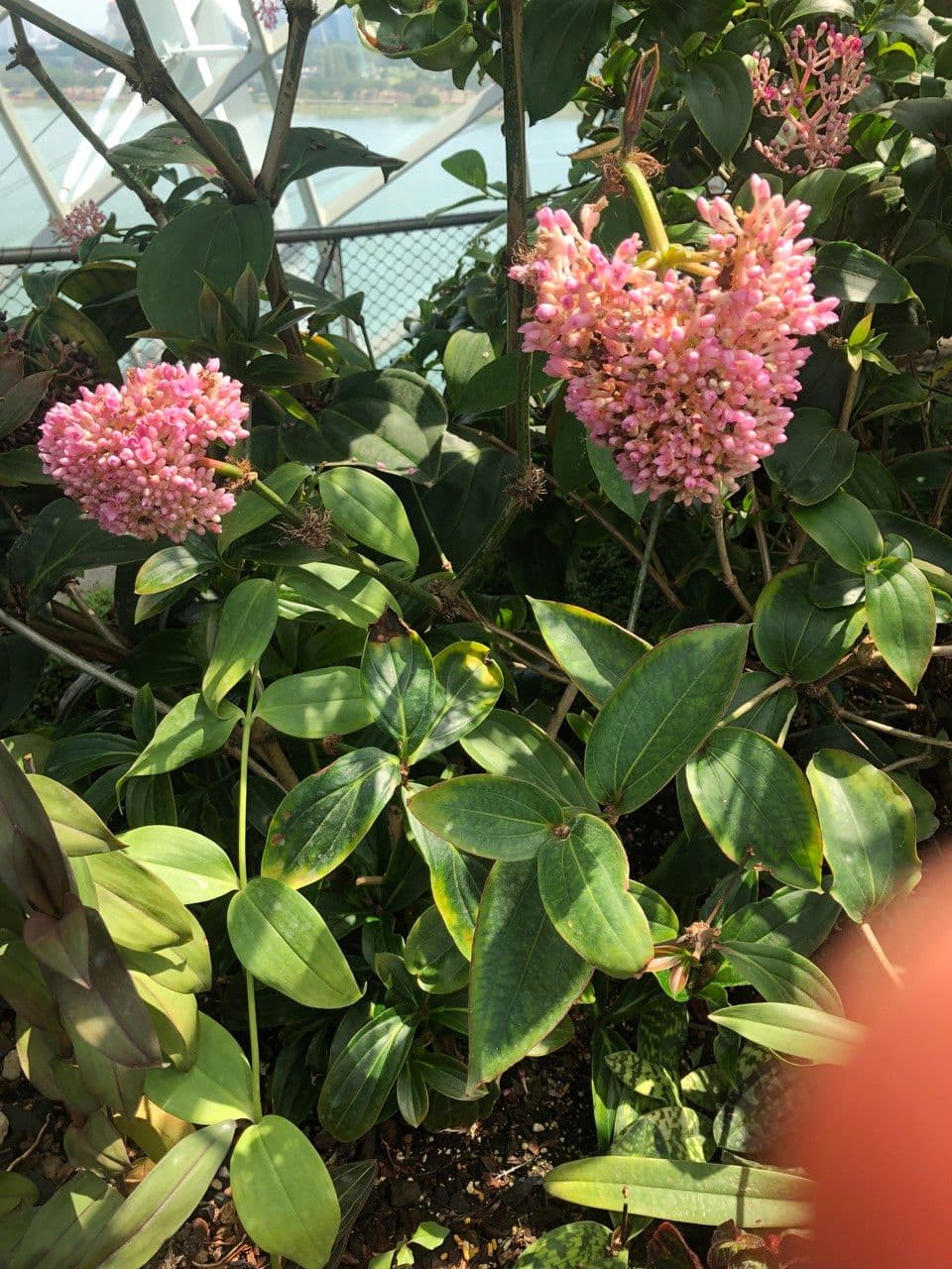 Medinilla 15