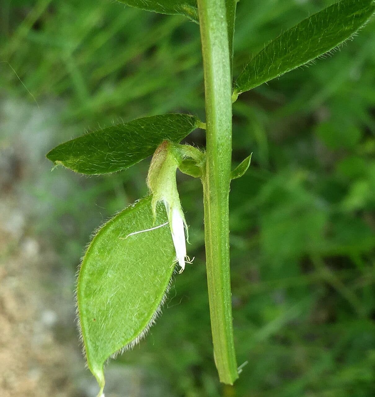 Vicia hybrida