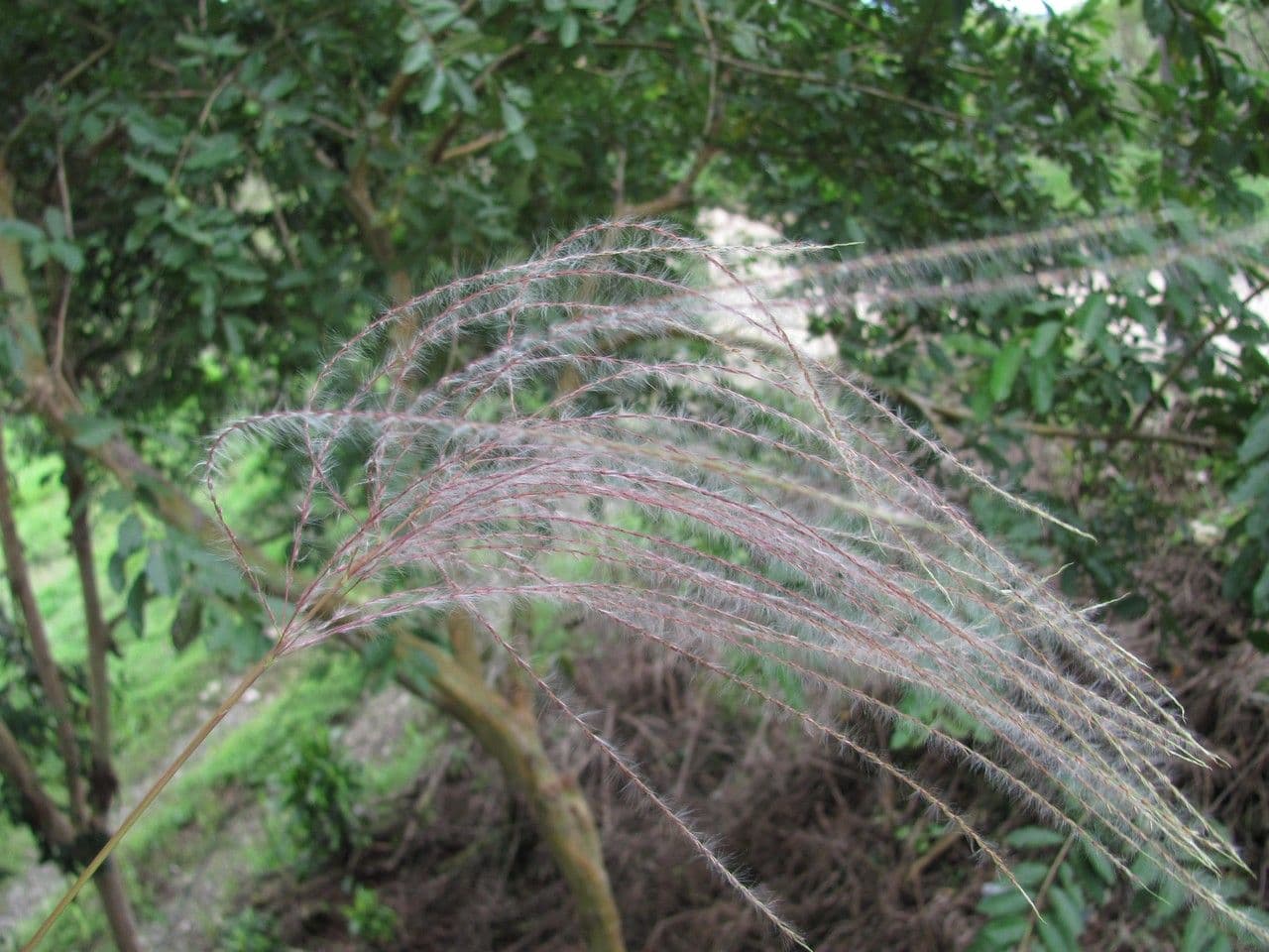 Trawa cukrowa 3
