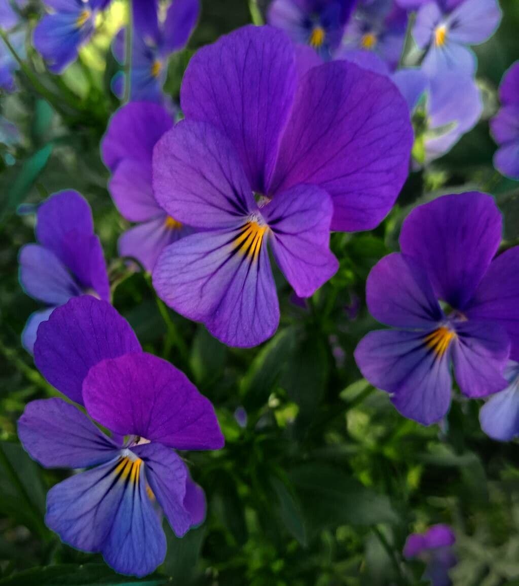 Viola gialla 4