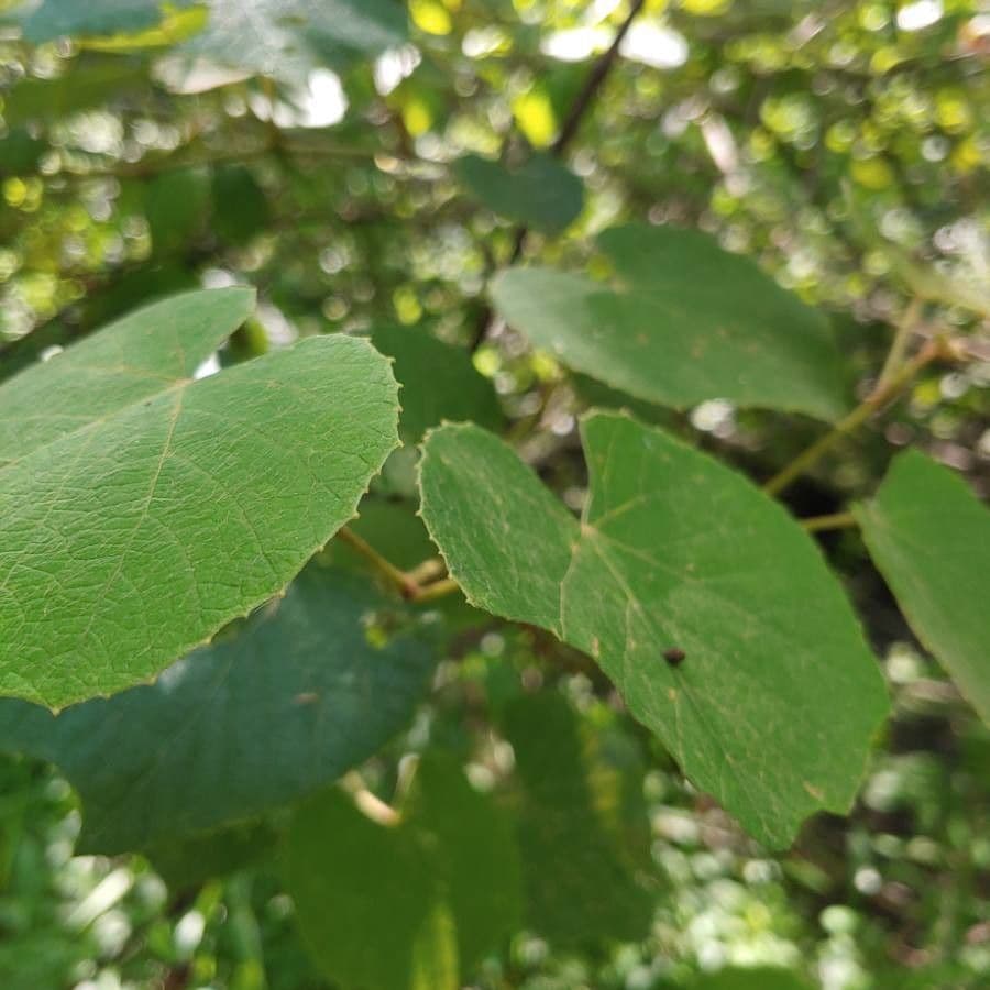 Vinič 11