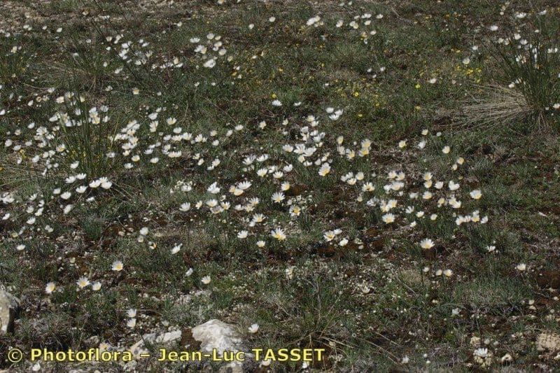 Burnats Margerite 6