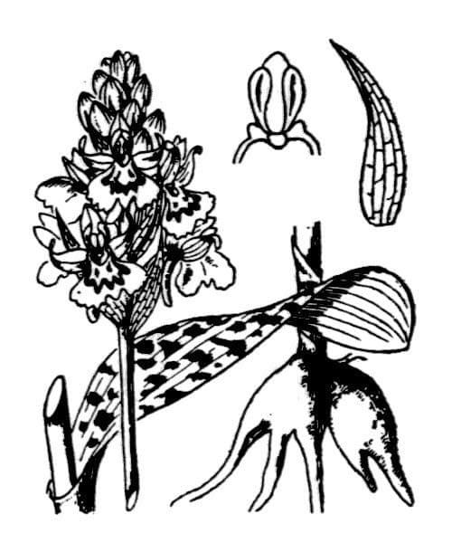 Orchidea macchiata 27