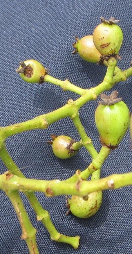 Chrysochlamys 3