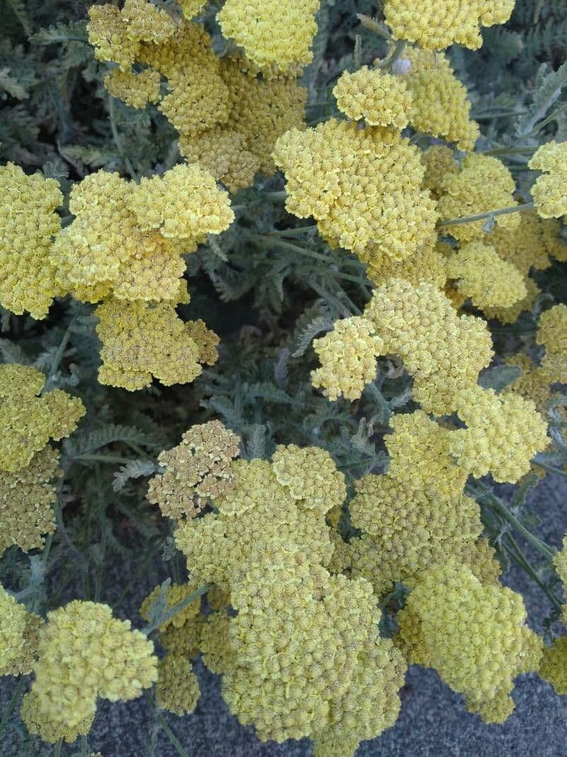 Achillea scutellata 3