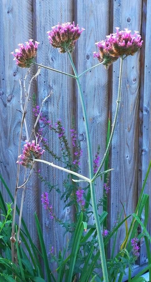 Verbena di Buenos Aires 15