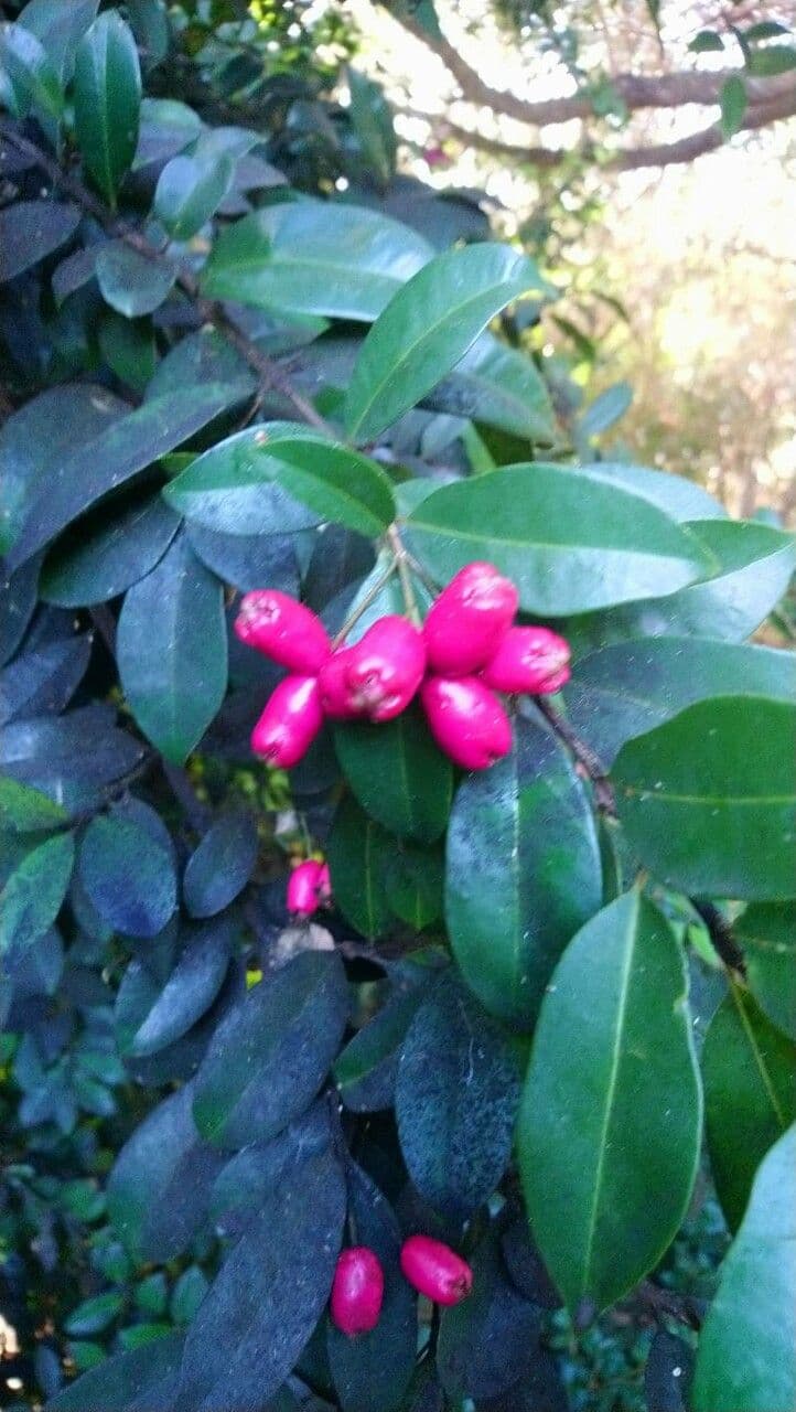 Syzygium paniculatum 5