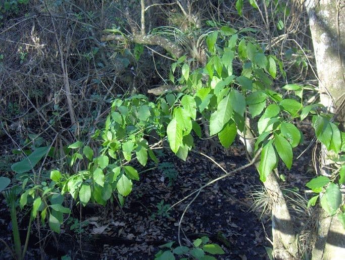 Piscidia piscipula 5