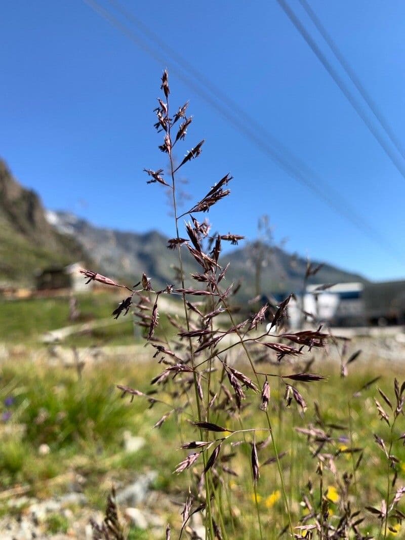 Alpen-Schmiele 6