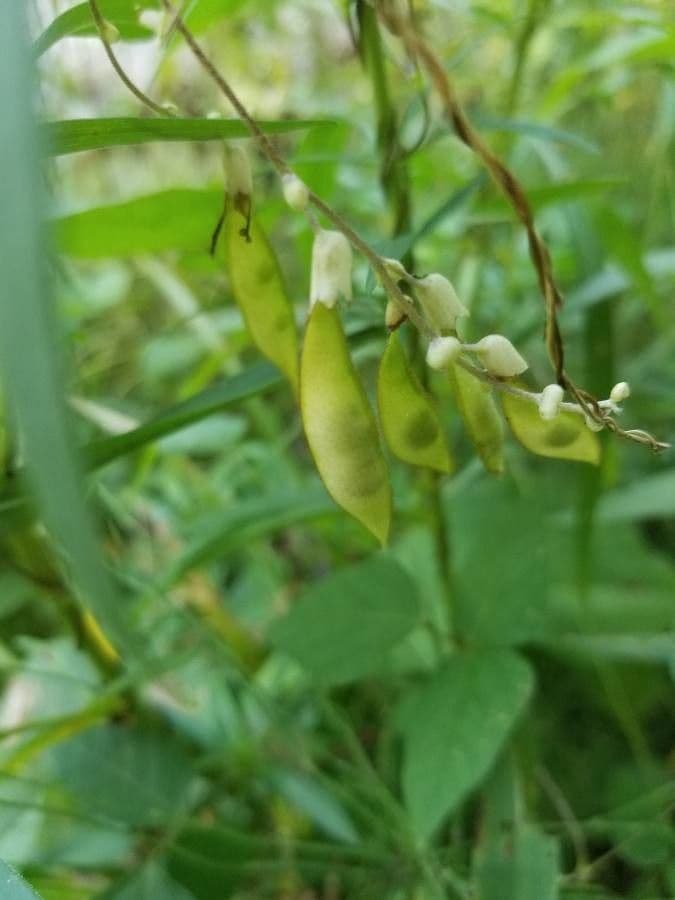 Amphicarpaea bracteata 4