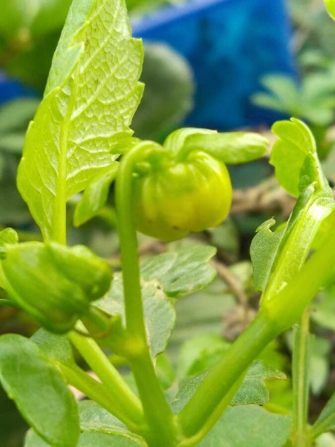Dalia