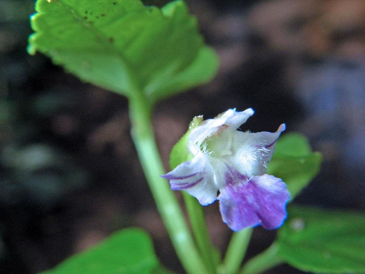 Torenia