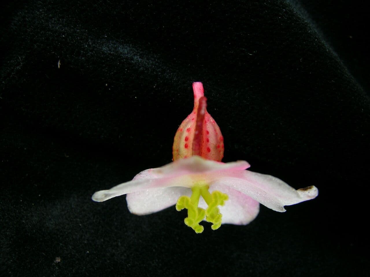 Begonia 2