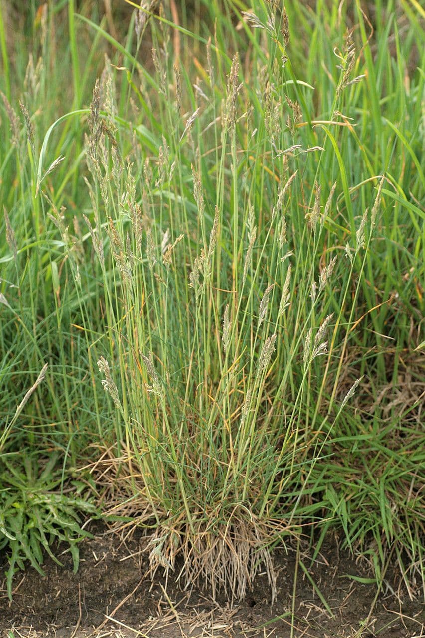 Festuca rossa 11