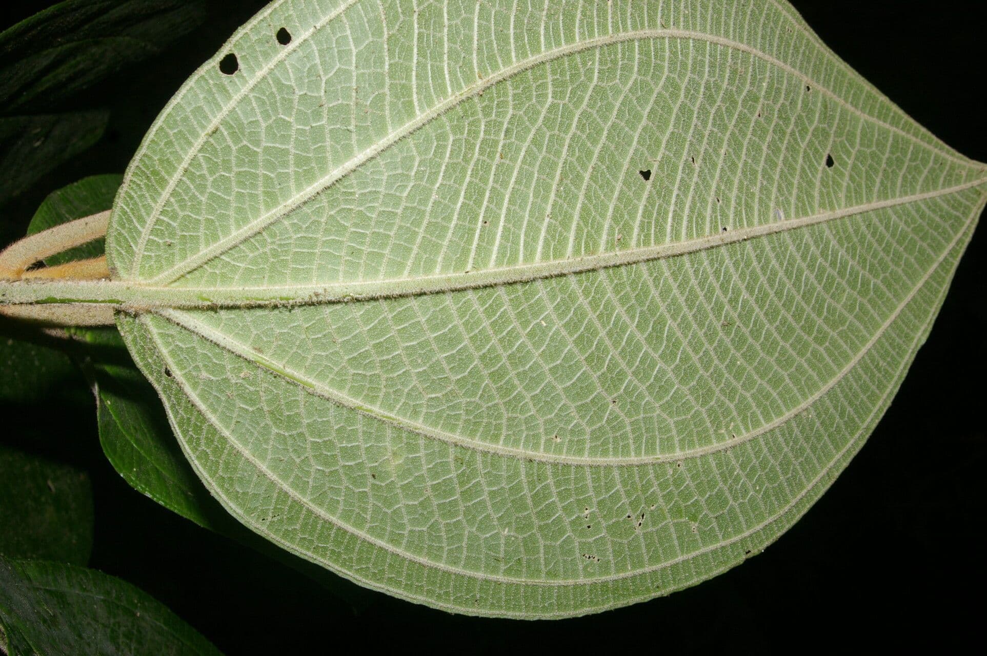 Meriania 4