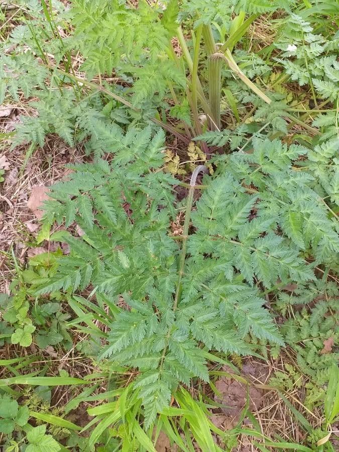 Cerfoglio selvatico 18