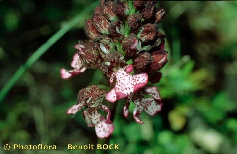 Orchide maggiore