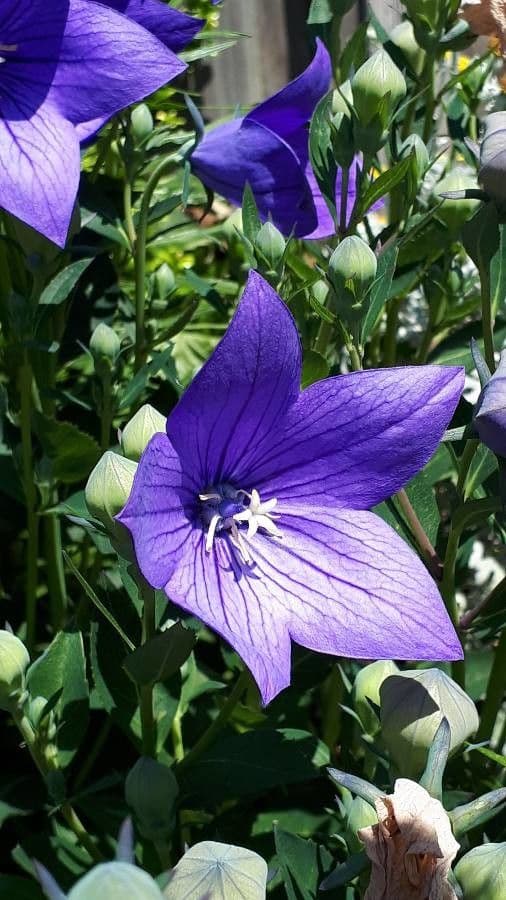 Platycodon à grandes fleurs 8