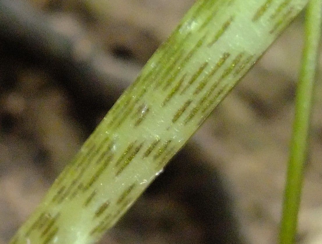 Arisarum 22