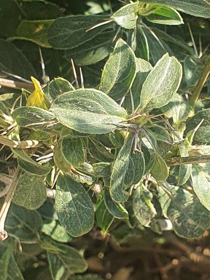 Barleria 13